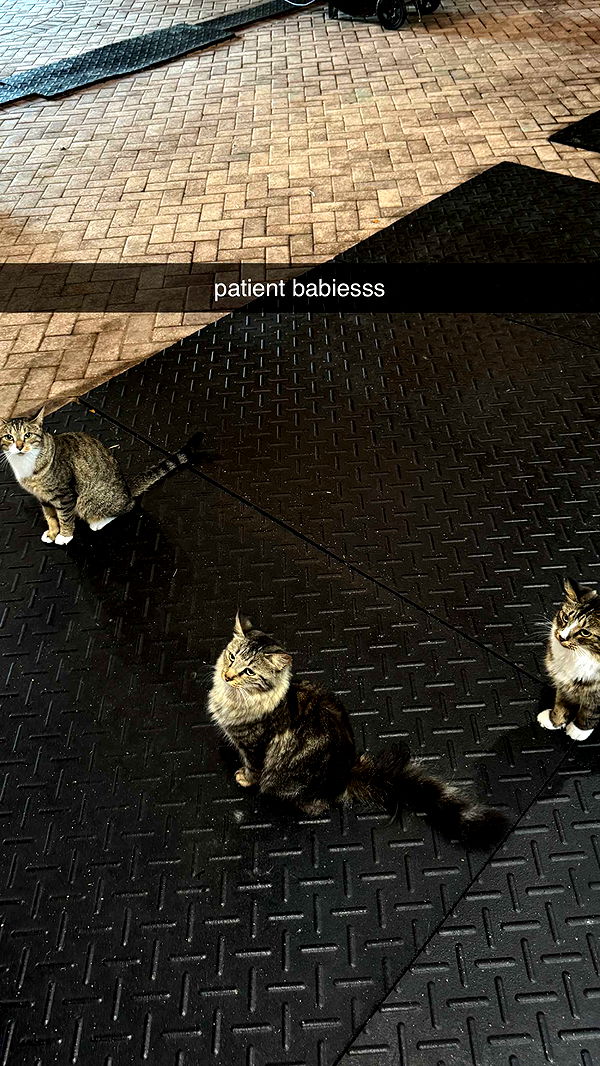 corinnakopf image ~ Altpins