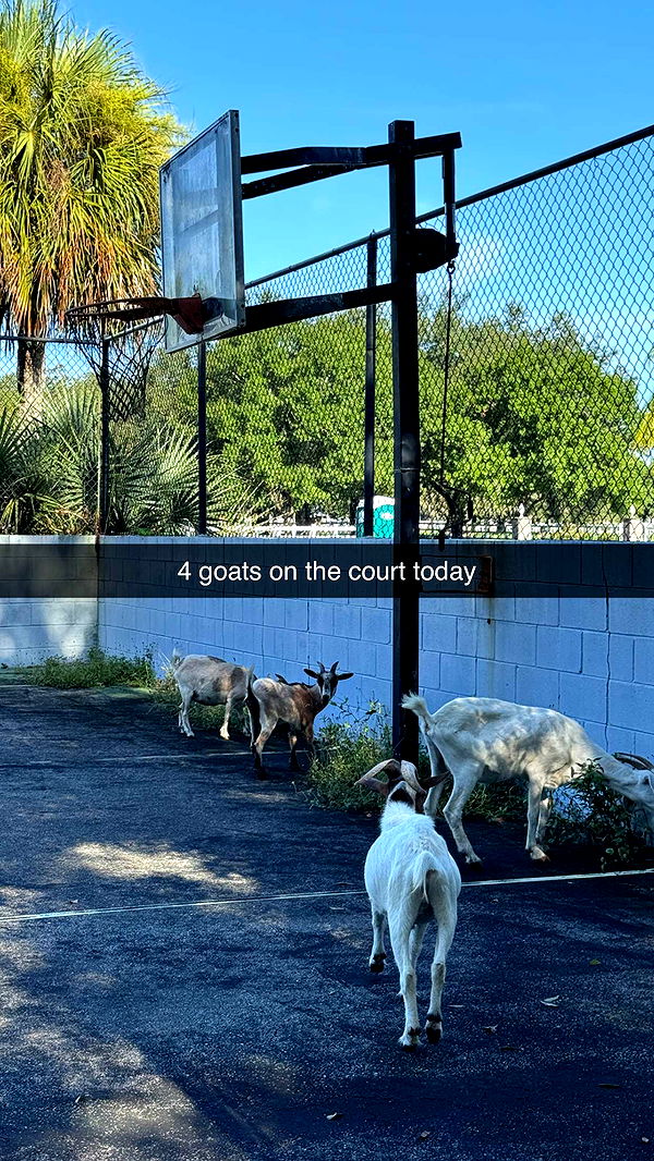 corinnakopf image ~ Altpins