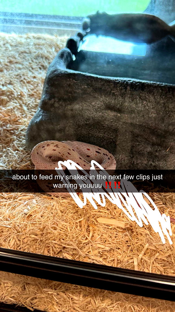 corinnakopf image ~ Altpins