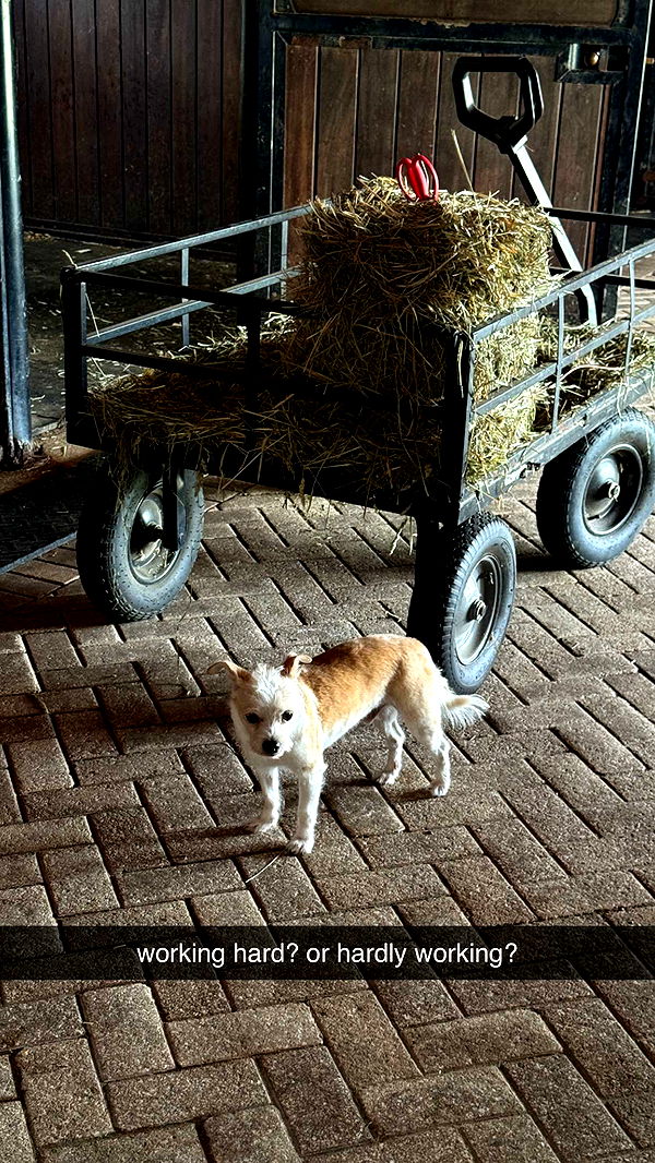 corinnakopf image ~ Altpins