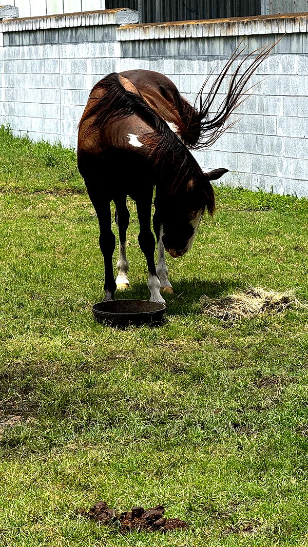 corinnakopf image ~ Altpins