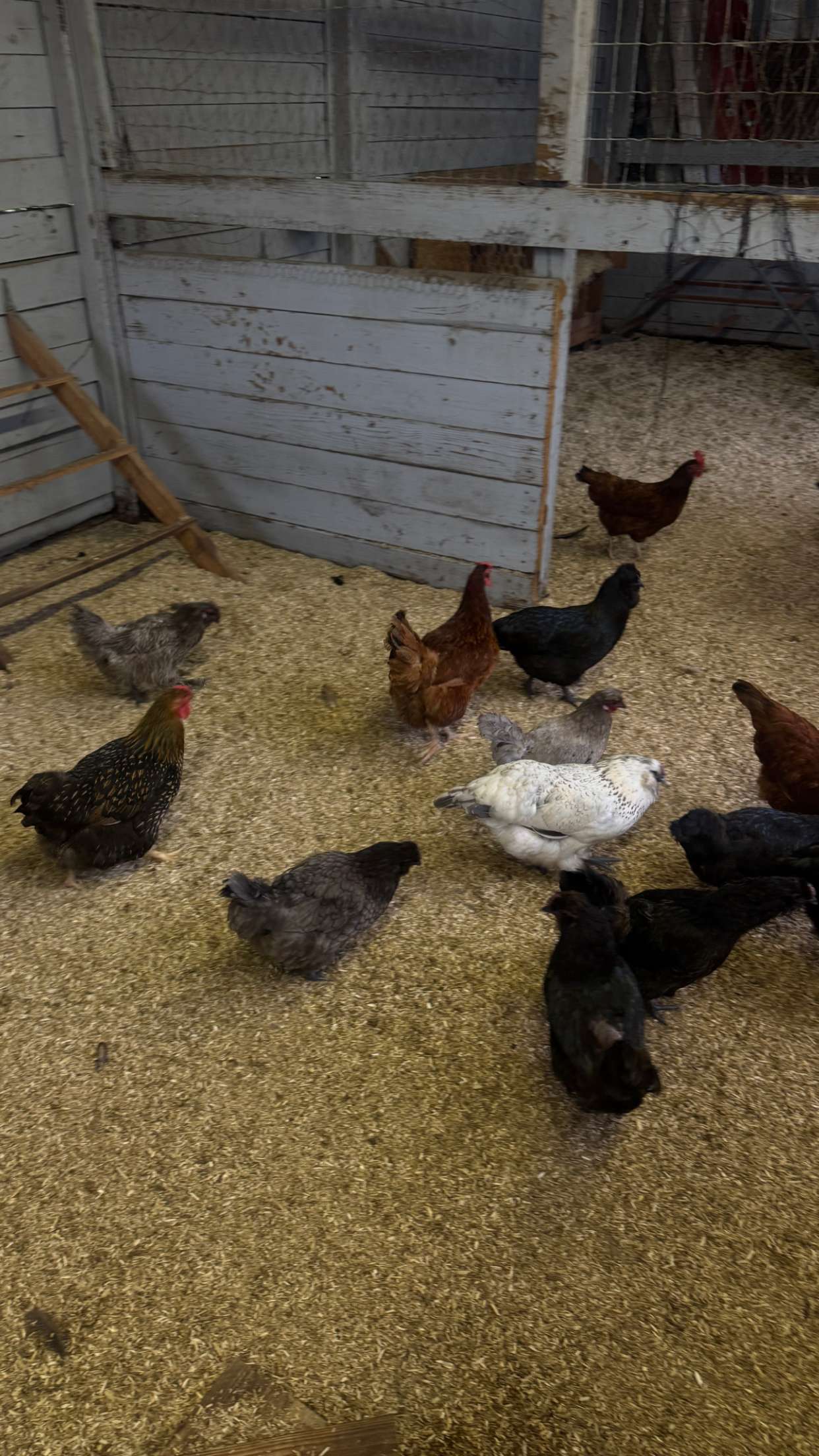 corinnakopf snapchat image archive image