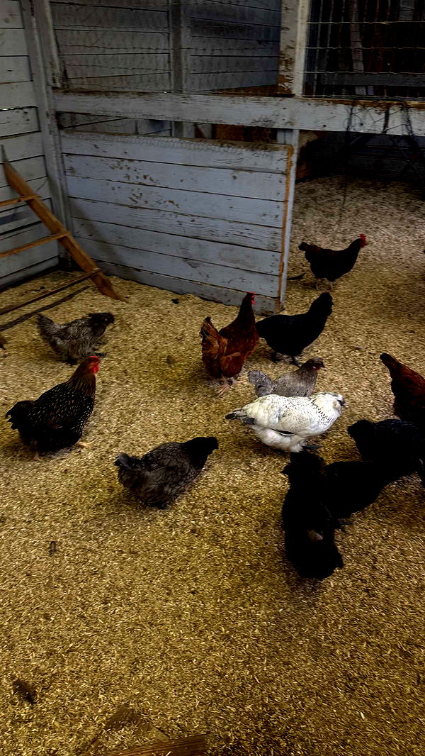 corinnakopf image ~ Altpins