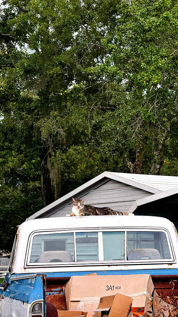 corinnakopf image ~ Altpins