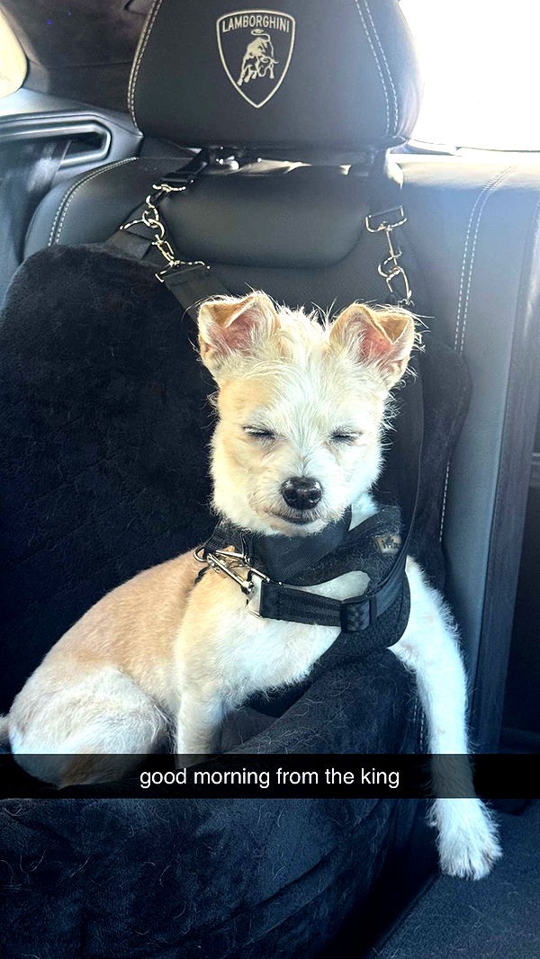 corinnakopf image ~ Altpins