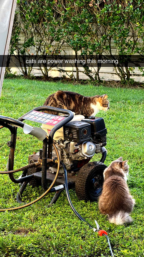 corinnakopf image ~ Altpins