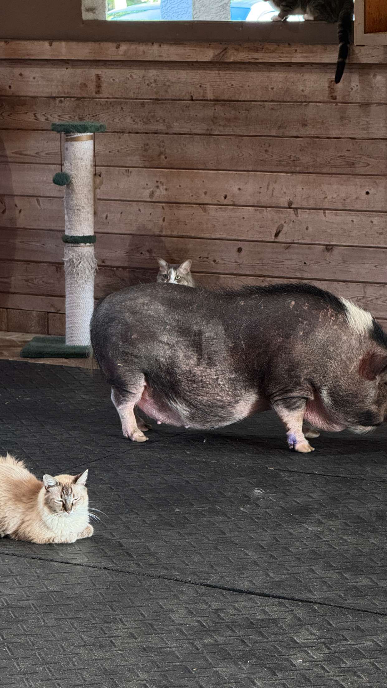 corinnakopf snapchat image archive image