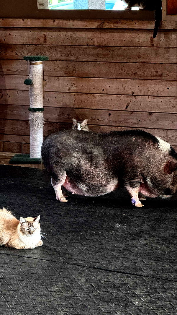 corinnakopf image ~ Altpins