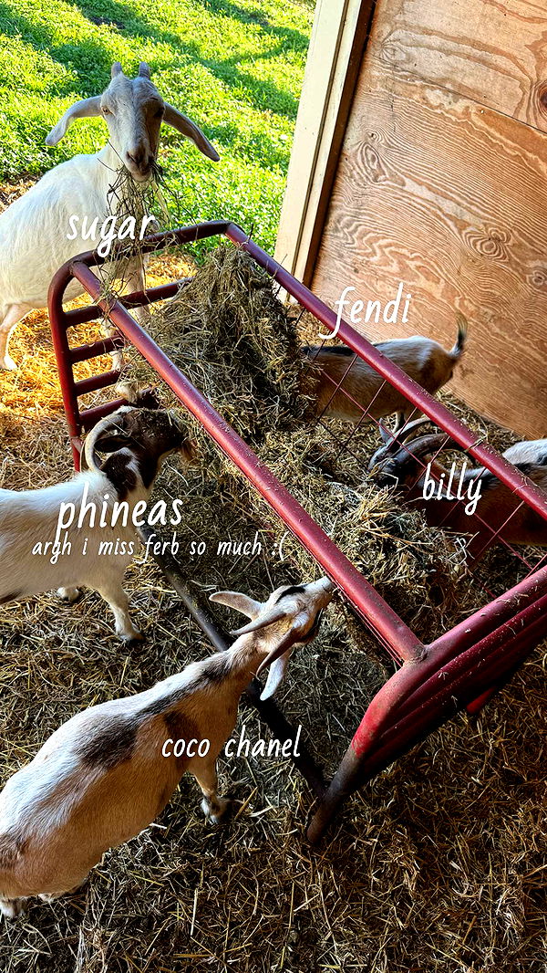 corinnakopf image ~ Altpins