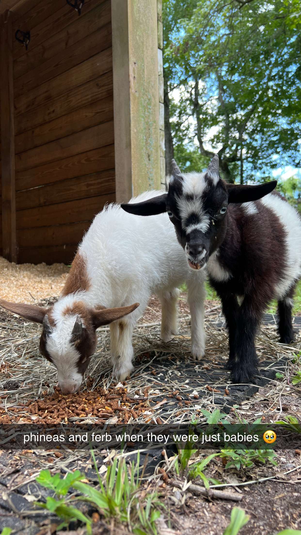 corinnakopf snapchat image archive image