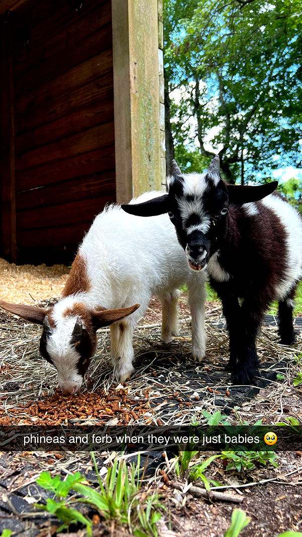 corinnakopf image ~ Altpins