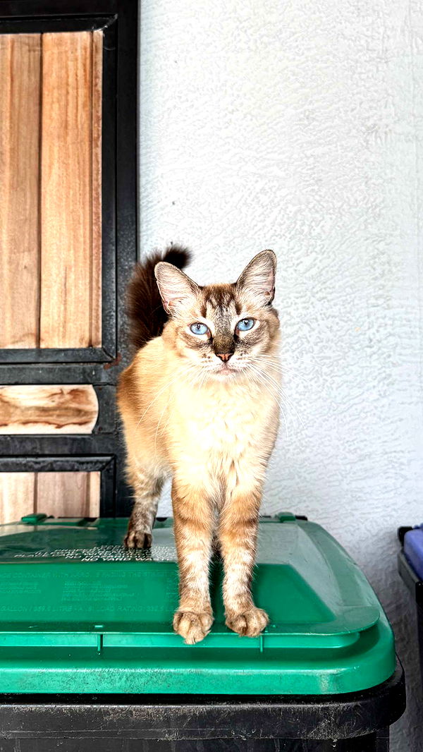 corinnakopf image ~ Altpins