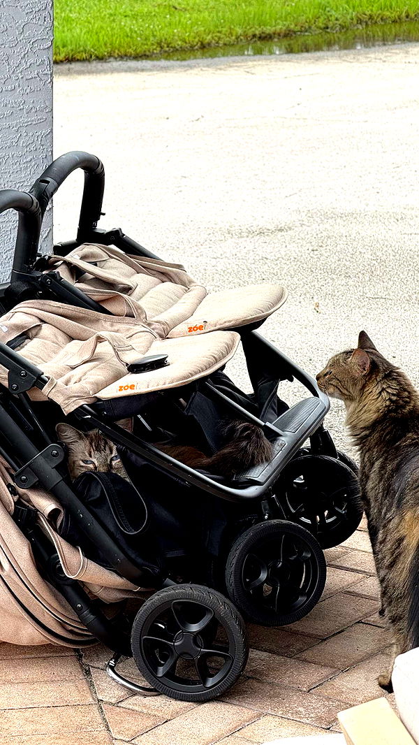 corinnakopf image ~ Altpins