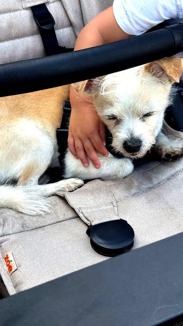 corinnakopf image ~ Altpins