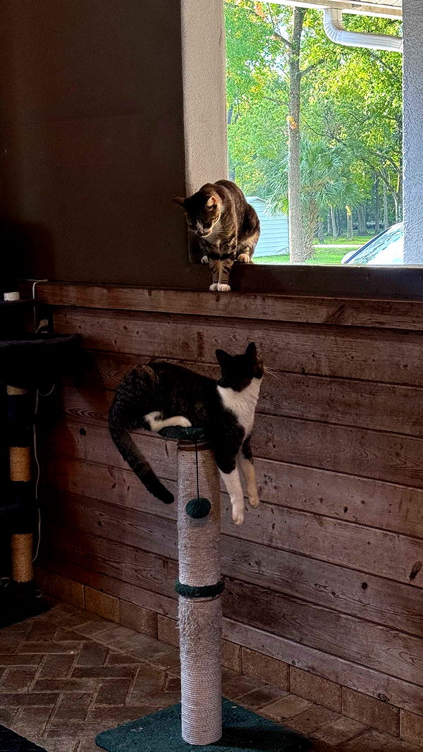 corinnakopf image ~ Altpins