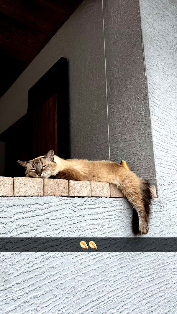 corinnakopf image ~ Altpins