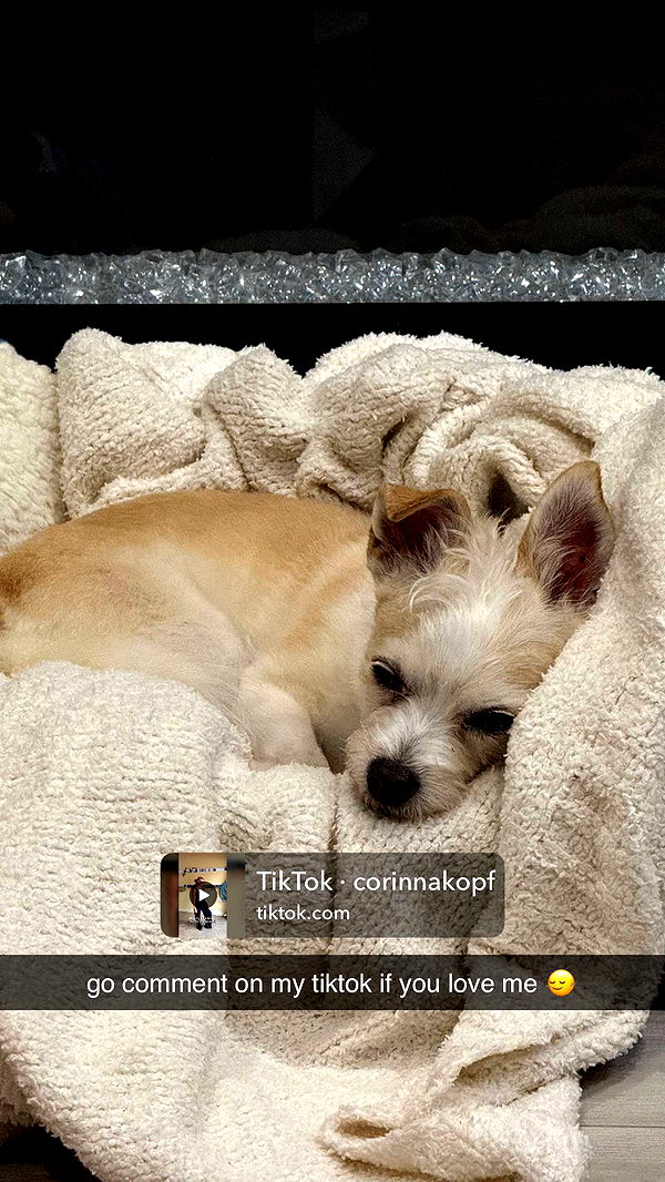 corinnakopf image ~ Altpins