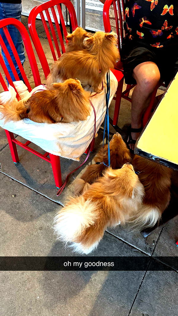 corinnakopf image ~ Altpins