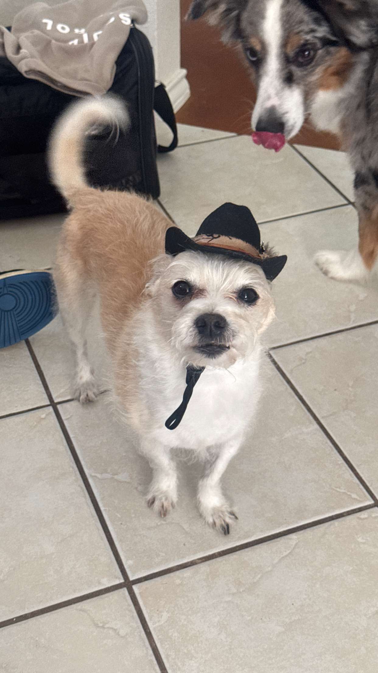 corinnakopf snapchat image archive image