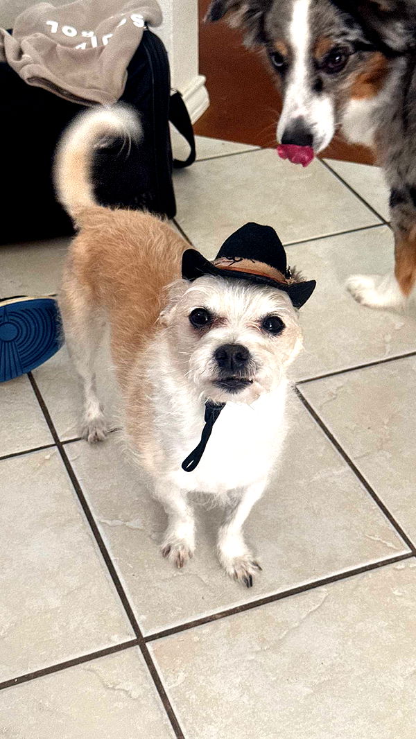 corinnakopf image ~ Altpins