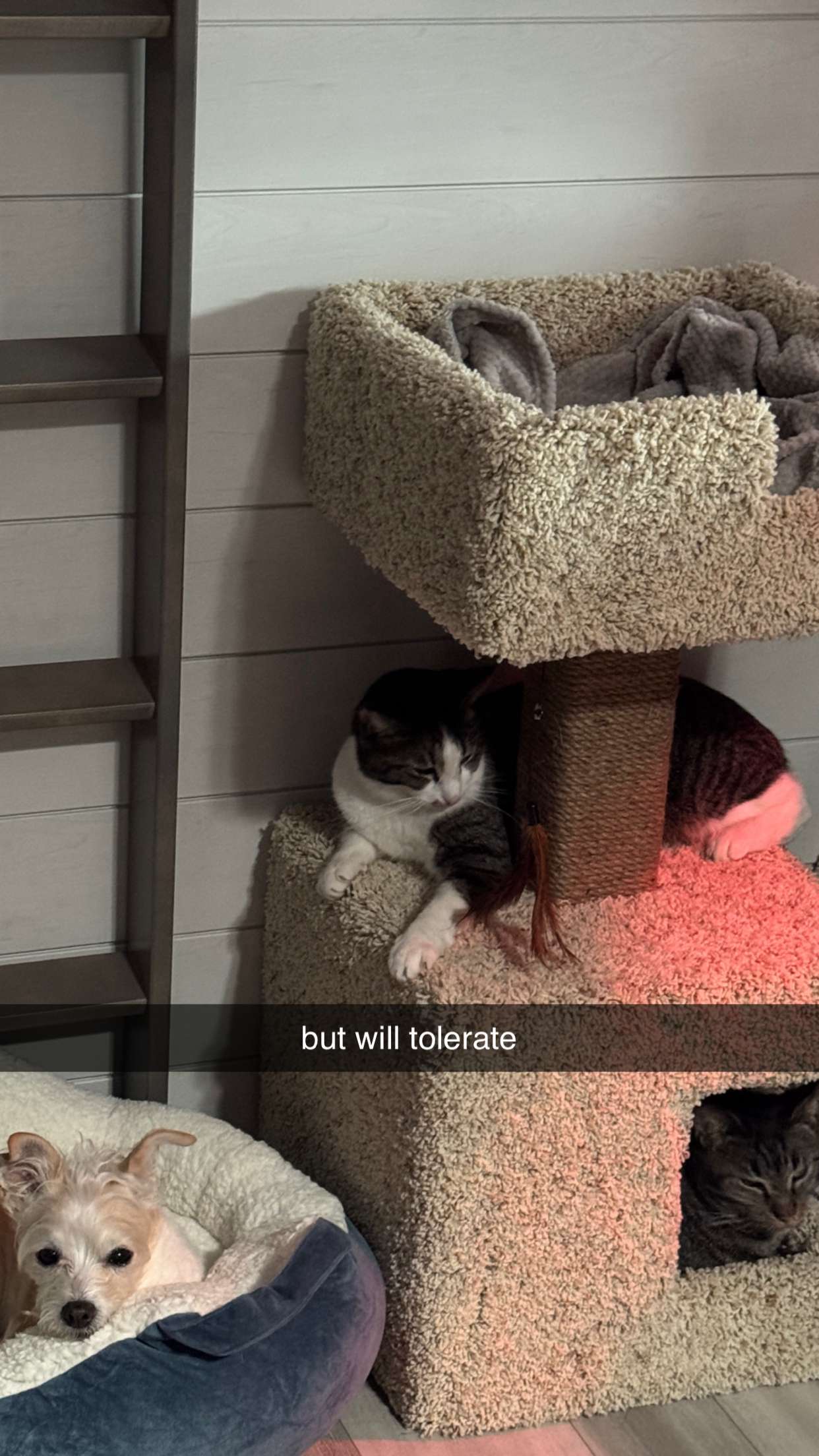 corinnakopf snapchat image archive image