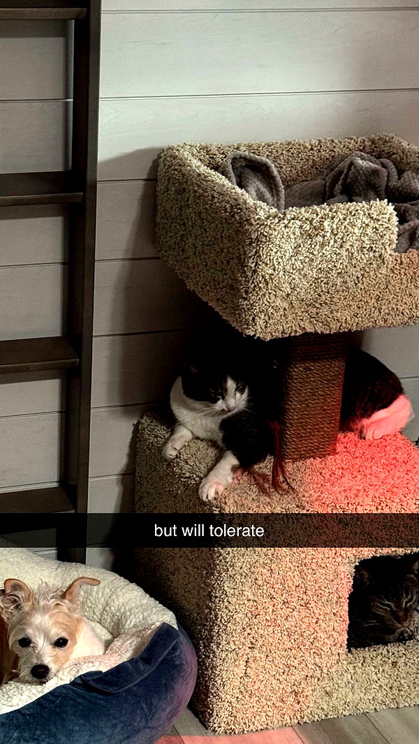 corinnakopf image ~ Altpins