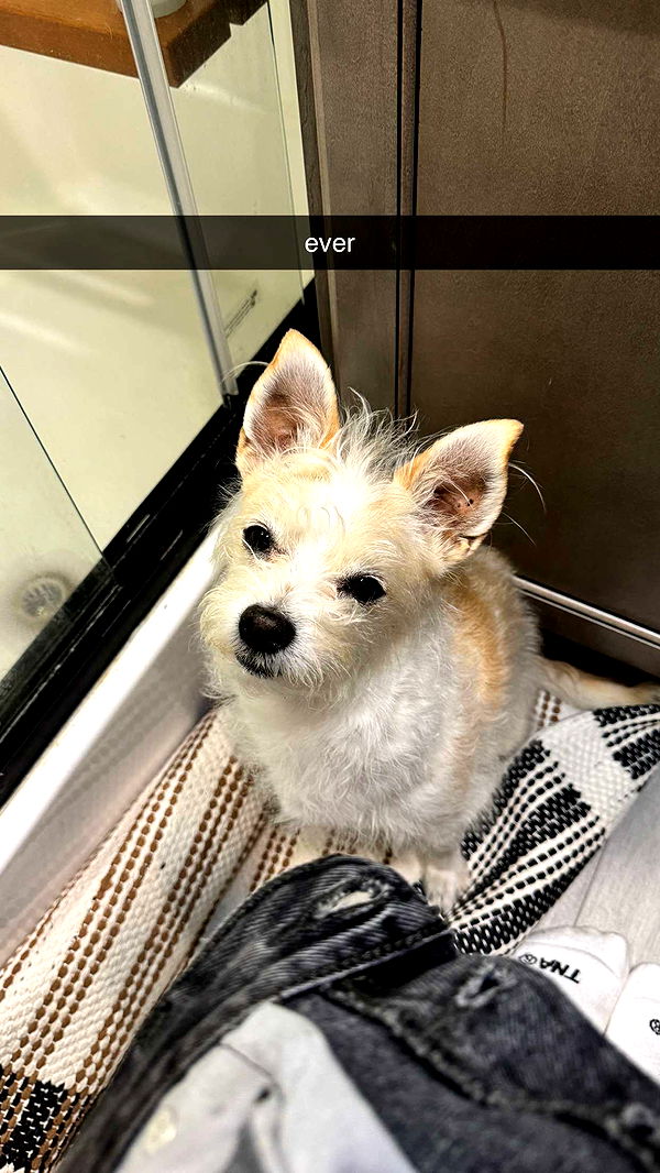 corinnakopf image ~ Altpins