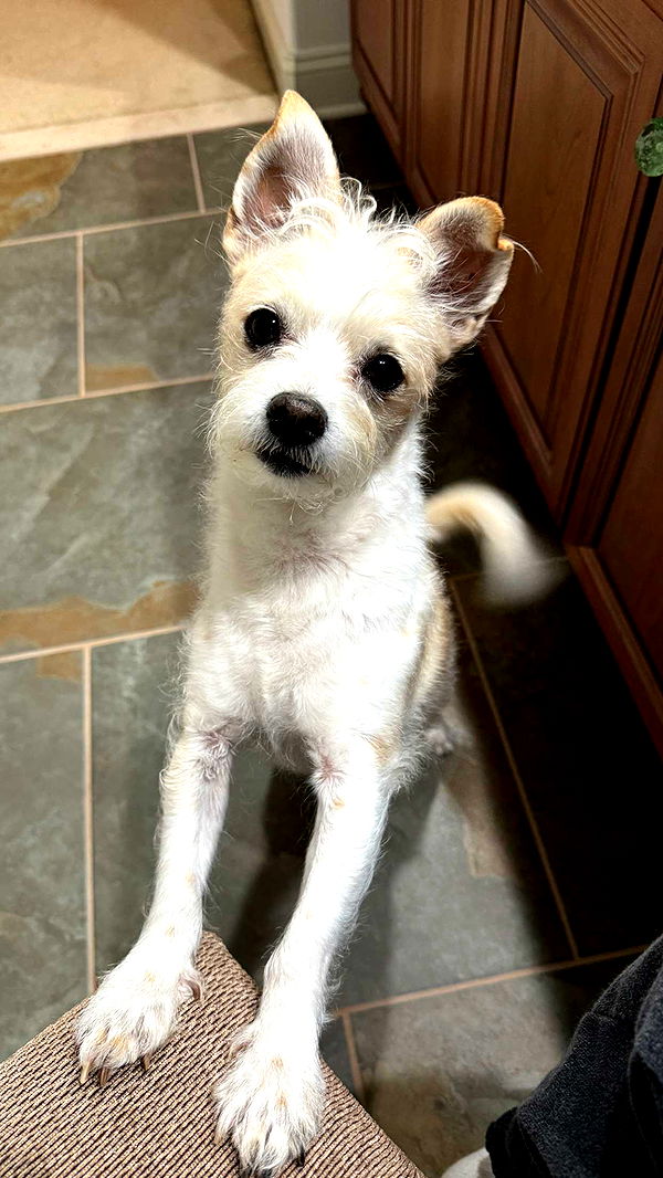 corinnakopf image ~ Altpins