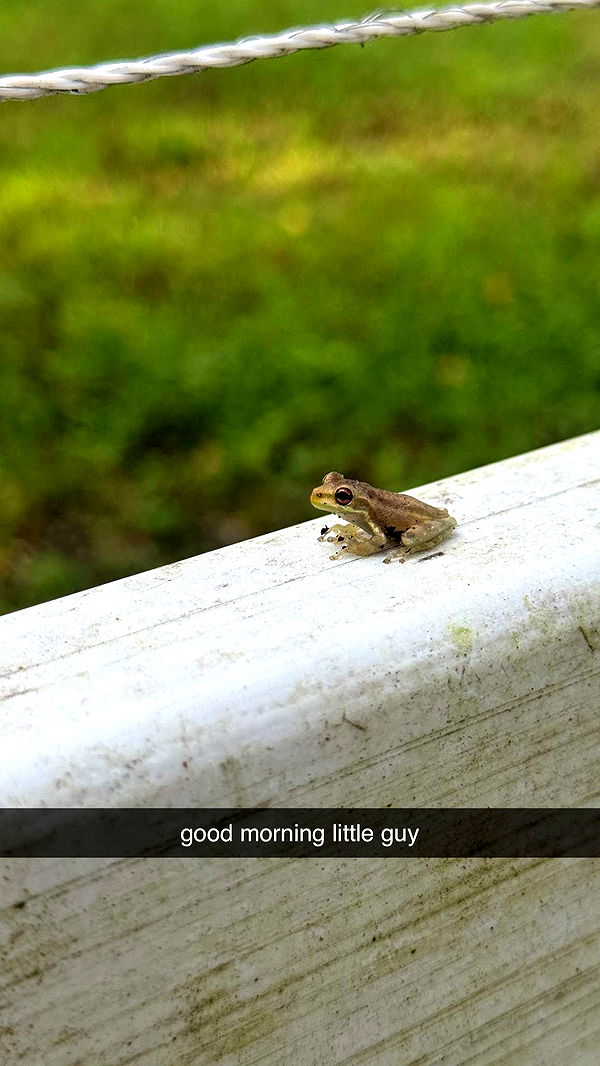 corinnakopf image ~ Altpins