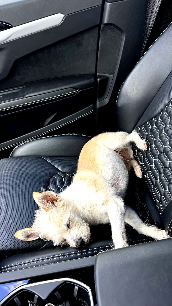 corinnakopf image ~ Altpins