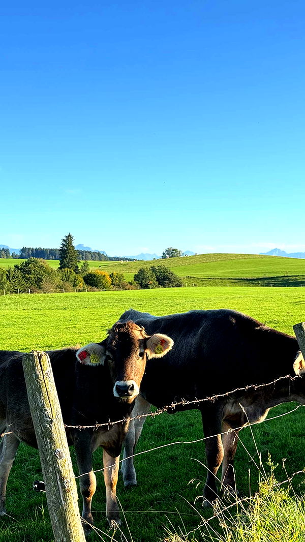 corinnakopf image ~ Altpins