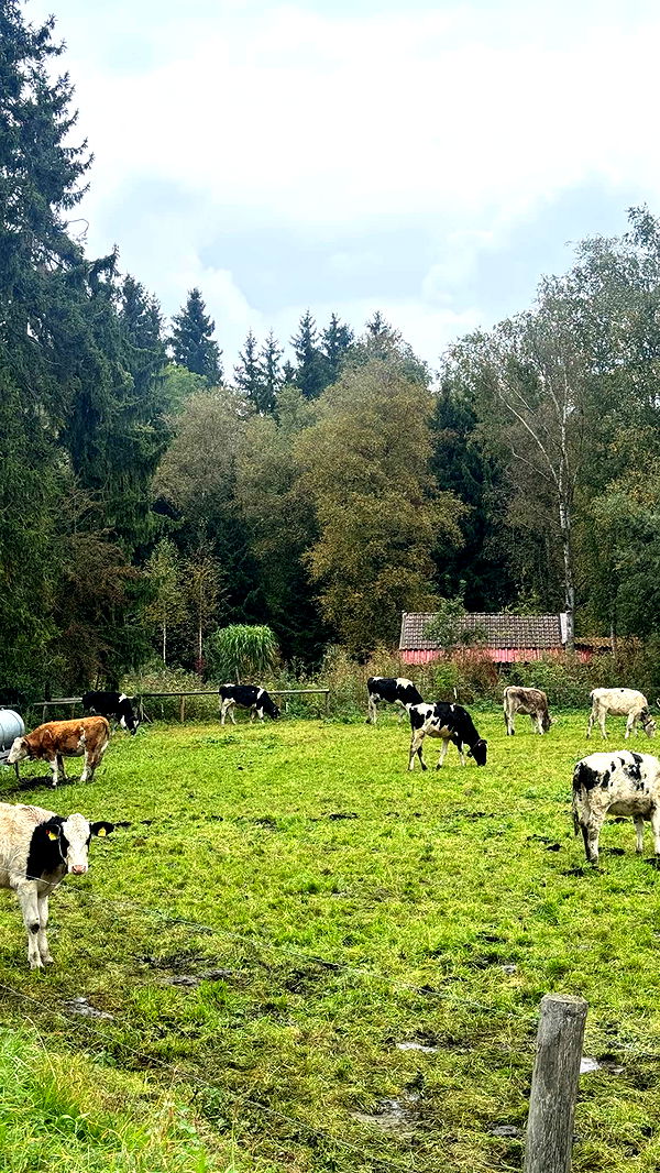 corinnakopf image ~ Altpins