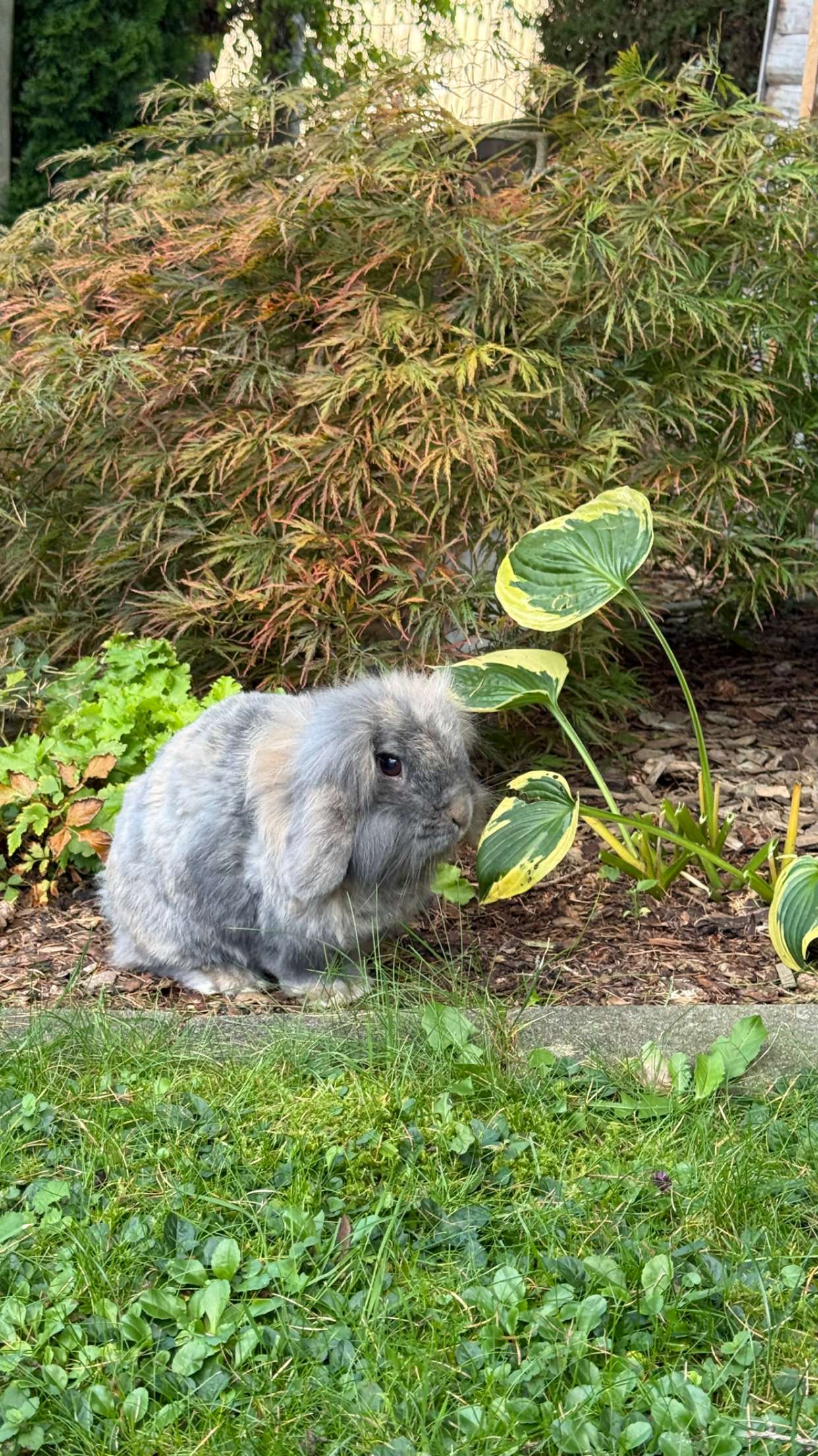 corinnakopf snapchat image archive image