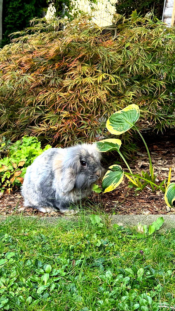 corinnakopf image ~ Altpins