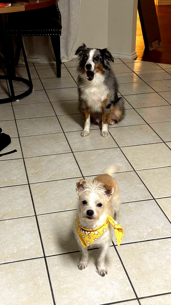 corinnakopf image ~ Altpins