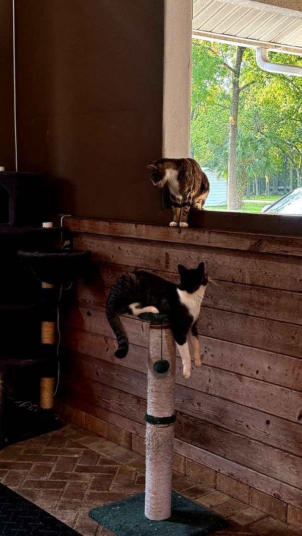 corinnakopf image ~ Altpins