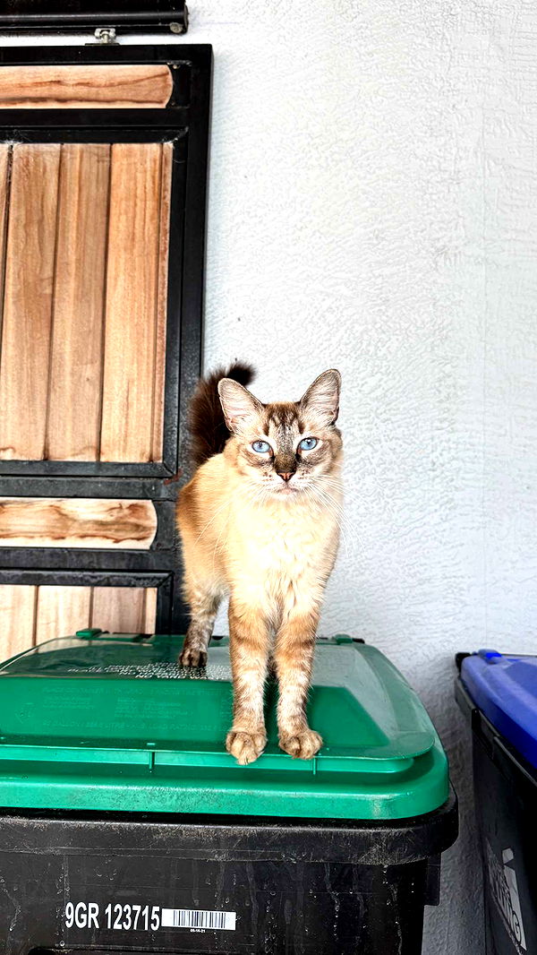 corinnakopf image ~ Altpins