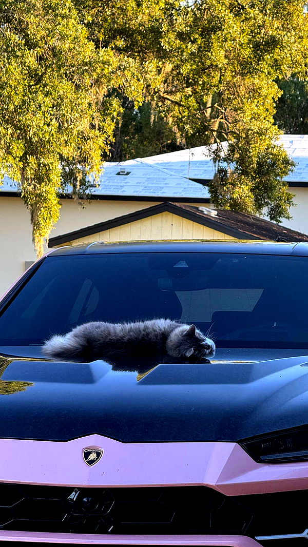 corinnakopf image ~ Altpins