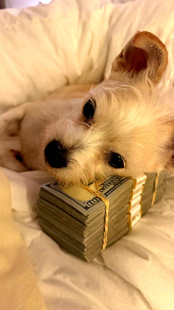 corinnakopf image ~ Altpins