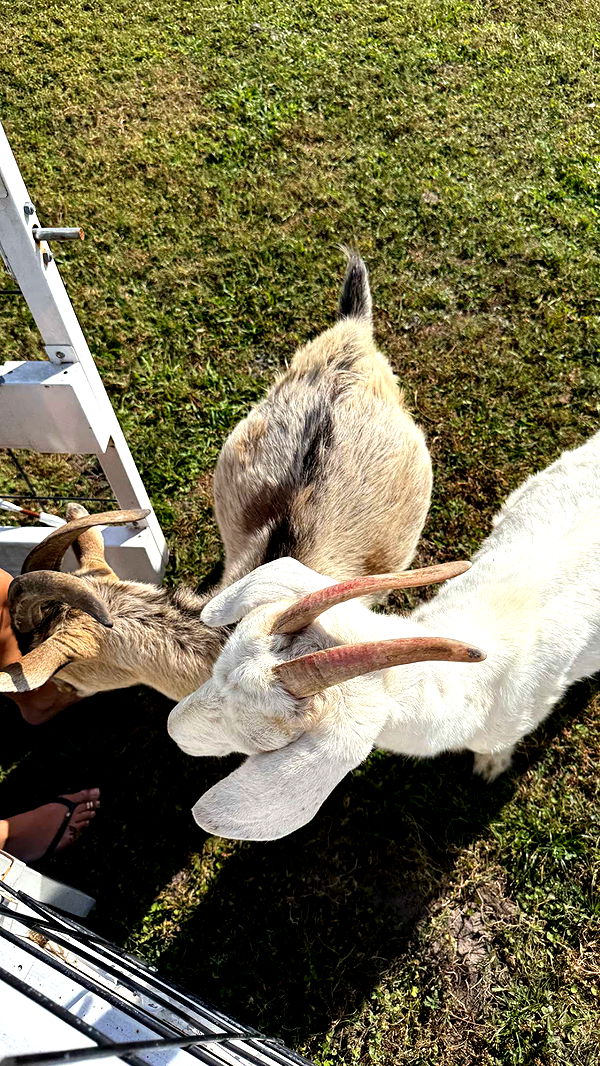 corinnakopf image ~ Altpins