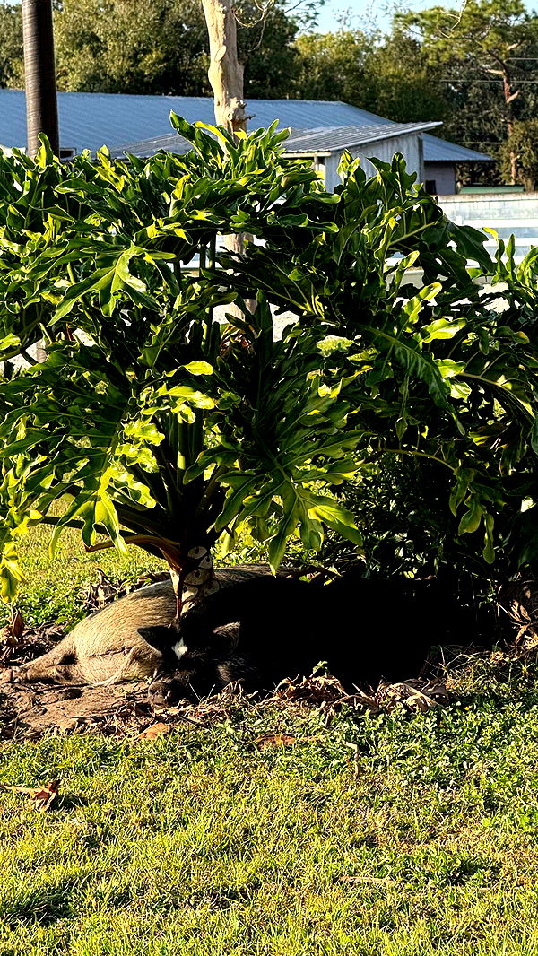 corinnakopf image ~ Altpins