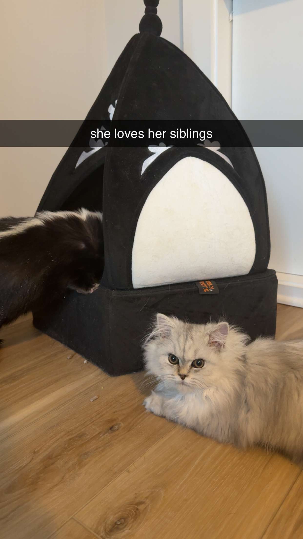 cruellamorganxo snapchat image archive image