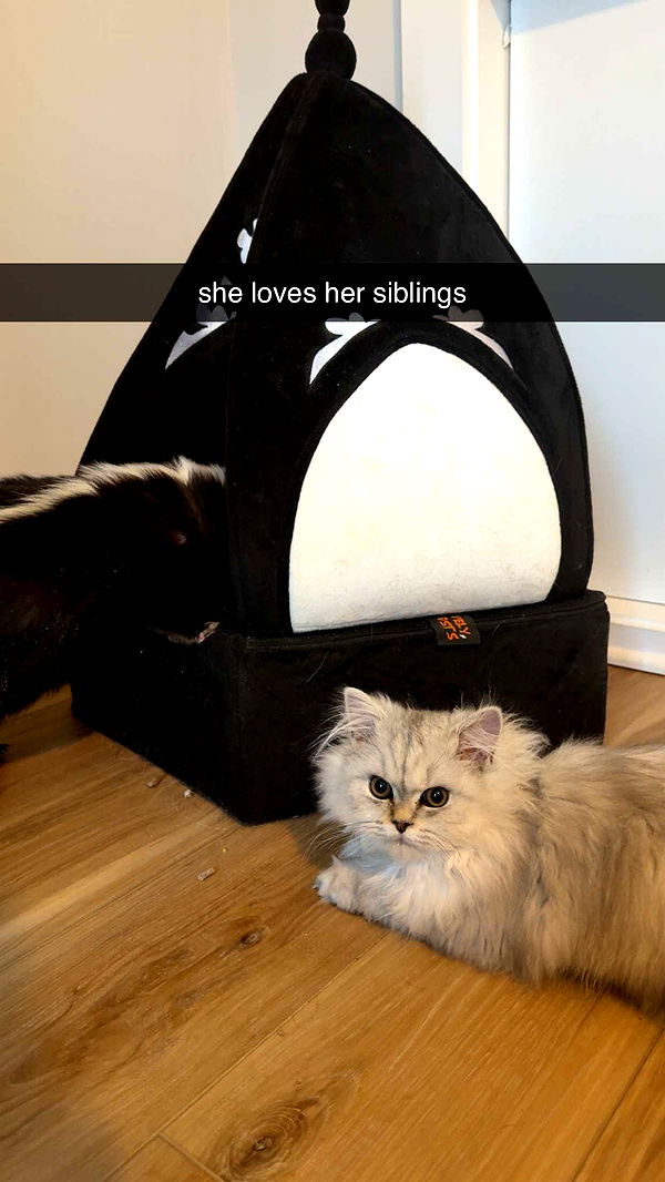 cruellamorganxo image ~ Altpins