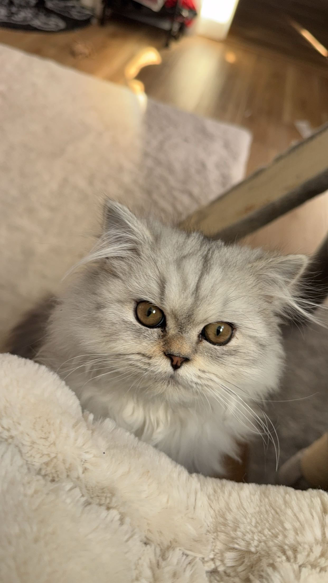 cruellamorganxo snapchat image archive image