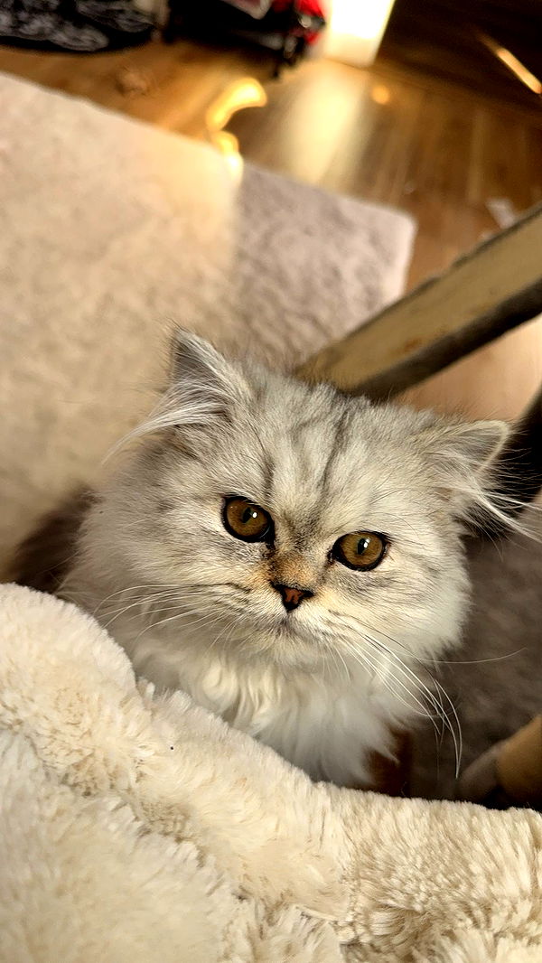 cruellamorganxo image ~ Altpins