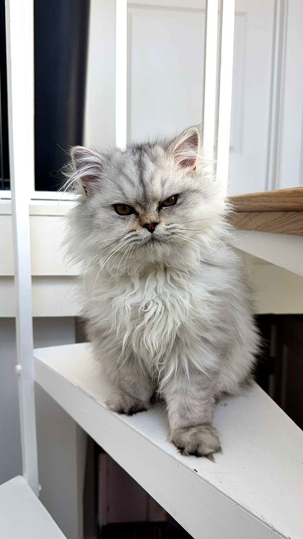 cruellamorganxo image ~ Altpins