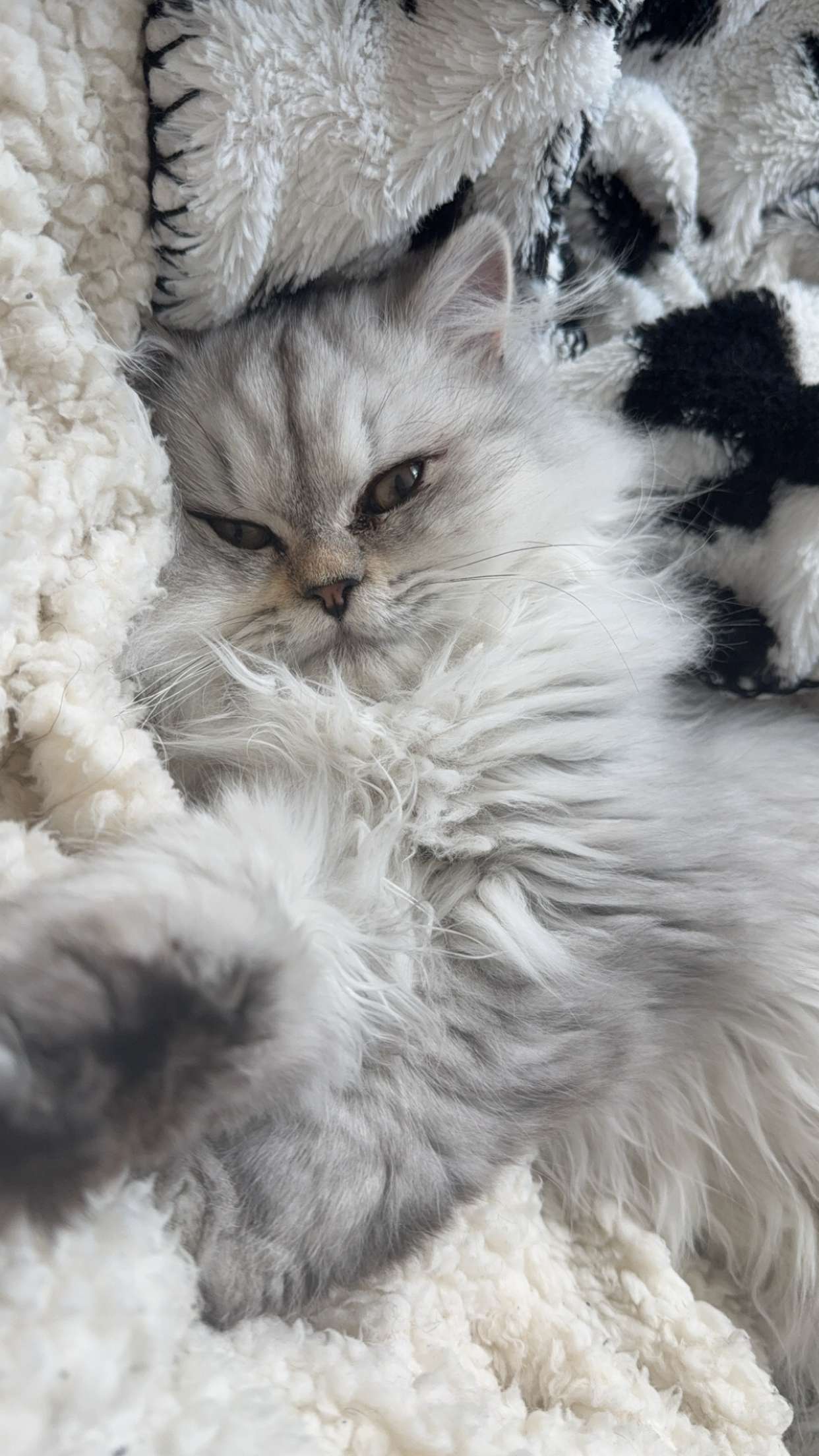 cruellamorganxo snapchat image archive image