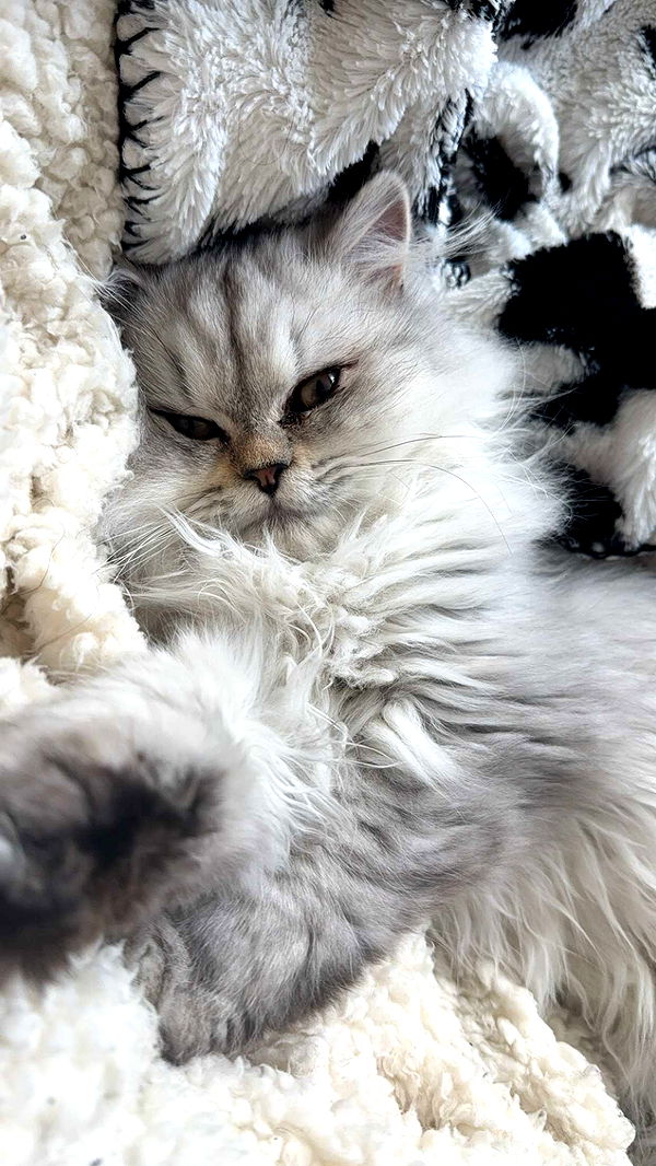 cruellamorganxo image ~ Altpins