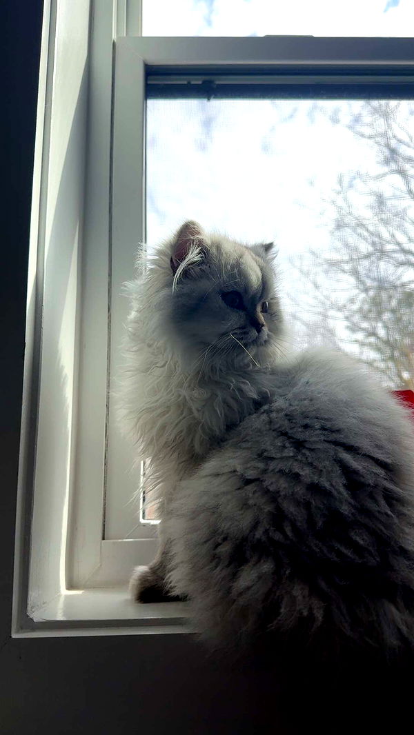 cruellamorganxo image ~ Altpins