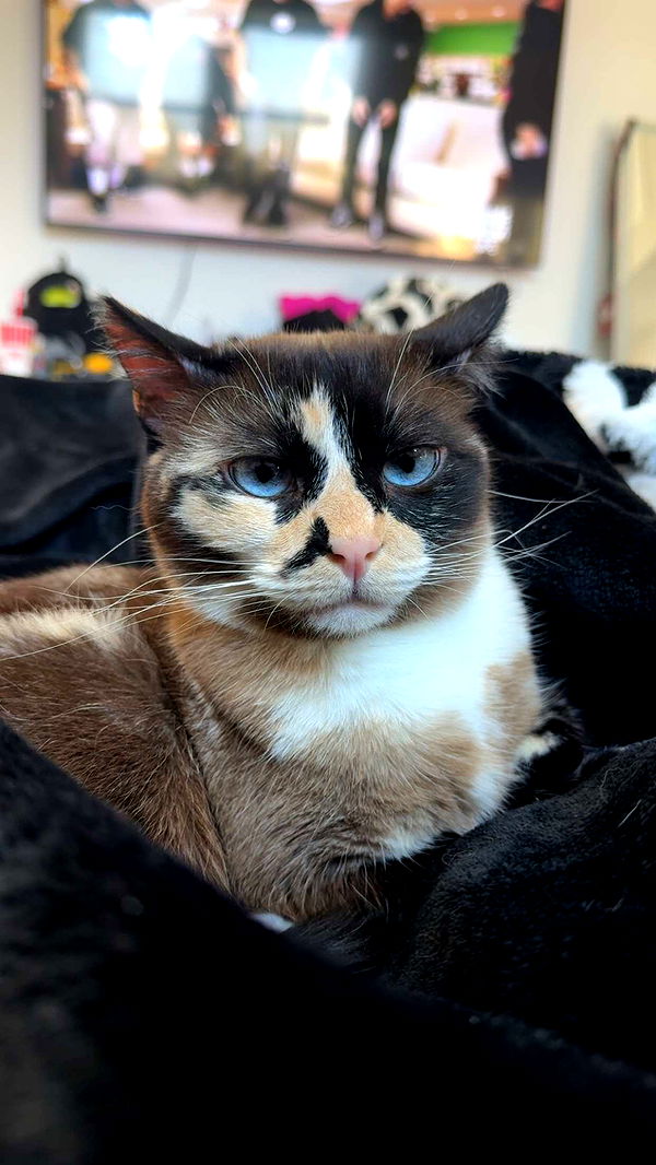 cruellamorganxo image ~ Altpins